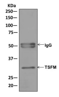 Immunoprecipitation - Anti-EF-Ts antibody [EPR12034] - BSA and Azide free (AB249766)