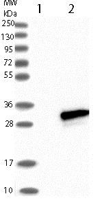Western blot - Anti-EFCAB1 antibody (AB121758), expandable thumbnail