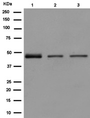 Western blot - Anti-EFCAB4A antibody [EPR13742] - BSA and Azide free (AB250821)