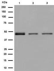 Western blot - Anti-EFCAB4A antibody [EPR13742] - BSA and Azide free (AB250821)