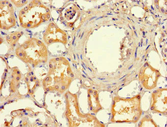 Immunohistochemistry (Formalin/PFA-fixed paraffin-embedded sections) - Anti-EFCAB7 antibody (AB229979)