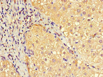 Immunohistochemistry (Formalin/PFA-fixed paraffin-embedded sections) - Anti-EFCAB7 antibody (AB229979)