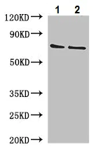 Western blot - Anti-EFCAB7 antibody (AB229979)
