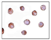 Immunocytochemistry - Anti-EFEMP1/Fibulin-3 antibody (AB106429)