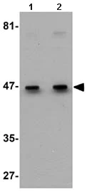 Western blot - Anti-EFEMP1/Fibulin-3 antibody (AB106429)