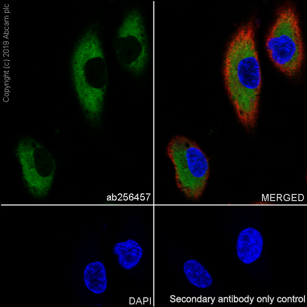 Immunocytochemistry/ Immunofluorescence - Anti-EFEMP1/Fibulin-3 antibody [EPR22855-4] - BSA and Azide free (AB259998)