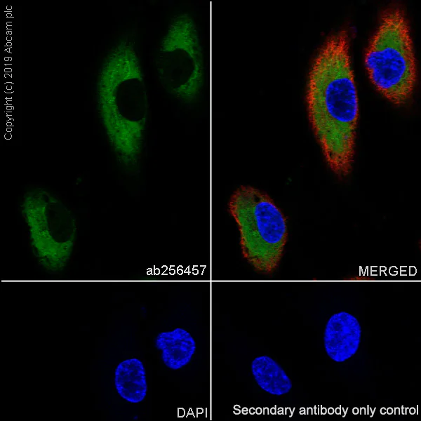 Immunocytochemistry/ Immunofluorescence - Anti-EFEMP1/Fibulin-3 antibody [EPR22855-4] - BSA and Azide free (AB259998)