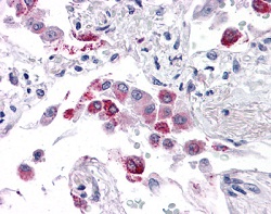 Immunohistochemistry (Formalin/PFA-fixed paraffin-embedded sections) - Anti-EFHD1 antibody (AB118599), expandable thumbnail