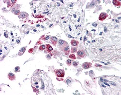 Immunohistochemistry (Formalin/PFA-fixed paraffin-embedded sections) - Anti-EFHD1 antibody (AB118599)