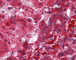 Immunohistochemistry (Formalin/PFA-fixed paraffin-embedded sections) - Anti-EFHD1 antibody (AB118599), expandable thumbnail
