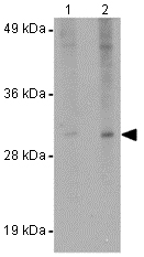 Western blot - Anti-EFHD2/SWS1 antibody (AB106667)