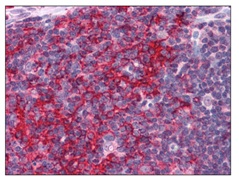 Immunohistochemistry (Formalin/PFA-fixed paraffin-embedded sections) - Anti-EFHD2/SWS1 antibody (AB119119)