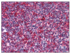 Immunohistochemistry (Formalin/PFA-fixed paraffin-embedded sections) - Anti-EFHD2/SWS1 antibody (AB119119)