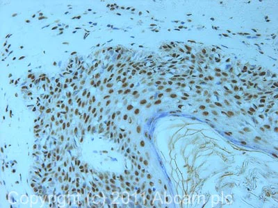 Immunohistochemistry (Formalin/PFA-fixed paraffin-embedded sections) - Anti-EFTUD2 antibody (AB72456)