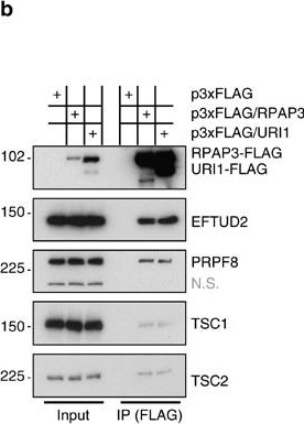 Western blot - Anti-EFTUD2 antibody (AB72456), expandable thumbnail