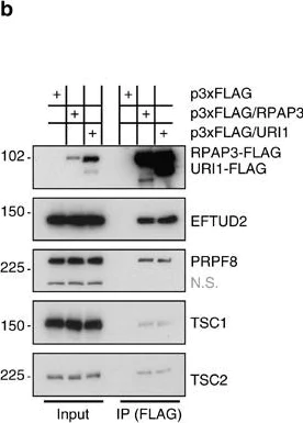 Western blot - Anti-EFTUD2 antibody (AB72456)