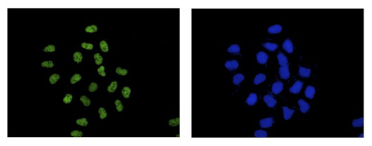 Immunocytochemistry/ Immunofluorescence - Anti-EFTUD2 antibody [EPR16055(B)] (AB188327), expandable thumbnail