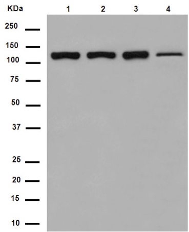 Western blot - Anti-EFTUD2 antibody [EPR16055(B)] (AB188327), expandable thumbnail