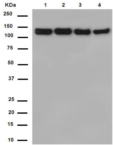 Western blot - Anti-EFTUD2 antibody [EPR16055(B)] (AB188327), expandable thumbnail