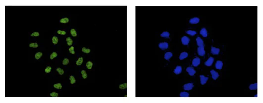 Immunocytochemistry/ Immunofluorescence - Anti-EFTUD2 antibody [EPR16055(B)] - BSA and Azide free (AB250955)