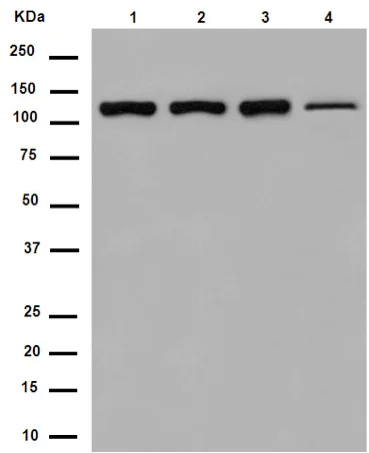 Western blot - Anti-EFTUD2 antibody [EPR16055(B)] - BSA and Azide free (AB250955)