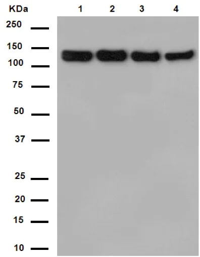 Western blot - Anti-EFTUD2 antibody [EPR16055(B)] - BSA and Azide free (AB250955)