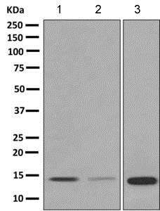 Western blot - Anti-EG-VEGF antibody [EPR9699] - BSA and Azide free (AB248951)