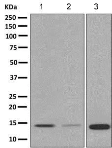 Western blot - Anti-EG-VEGF antibody [EPR9699] - BSA and Azide free (AB248951)