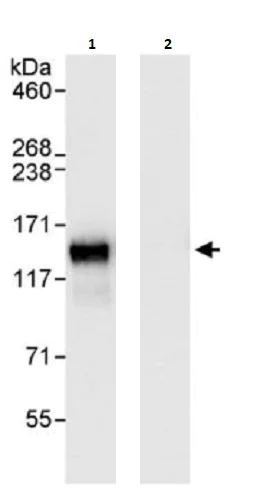 Immunoprecipitation - Anti-Eg5 antibody (AB264176)