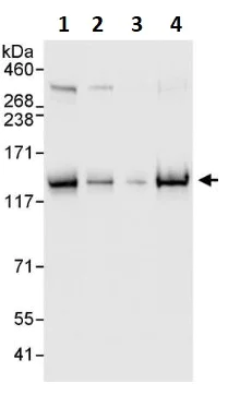 Western blot - Anti-Eg5 antibody (AB264176)