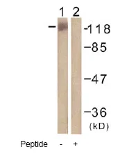 Western blot - Anti-Eg5 antibody (AB61199)