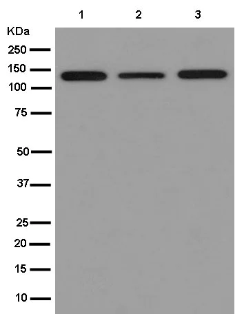 Western blot - Anti-Eg5 antibody [EPR12280-76] (AB181981)