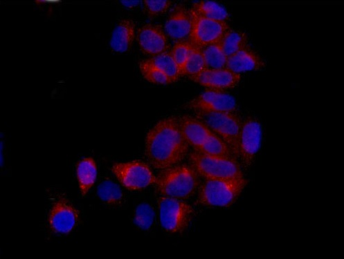 Immunocytochemistry/ Immunofluorescence - Anti-Eg5 antibody [EPR12280-76] - BSA and Azide free (AB250548)