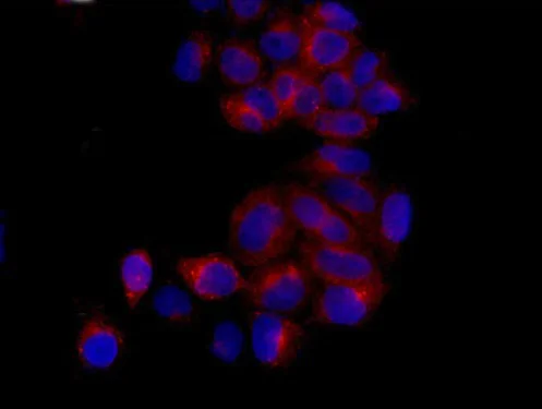 Immunocytochemistry/ Immunofluorescence - Anti-Eg5 antibody [EPR12280-76] - BSA and Azide free (AB250548)