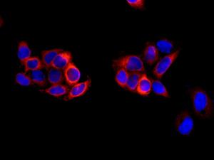 Immunocytochemistry/ Immunofluorescence - Anti-Eg5 antibody [EPR12280] (AB171963), expandable thumbnail