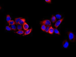 Immunocytochemistry/ Immunofluorescence - Anti-Eg5 antibody [EPR12280] (AB171963)