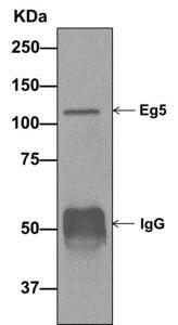 Immunoprecipitation - Anti-Eg5 antibody [EPR12280] (AB171963), expandable thumbnail