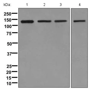 Western blot - Anti-Eg5 antibody [EPR12280] (AB171963)