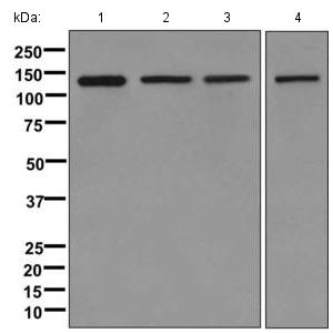 Western blot - Anti-Eg5 antibody [EPR12280] - BSA and Azide free (AB249676)
