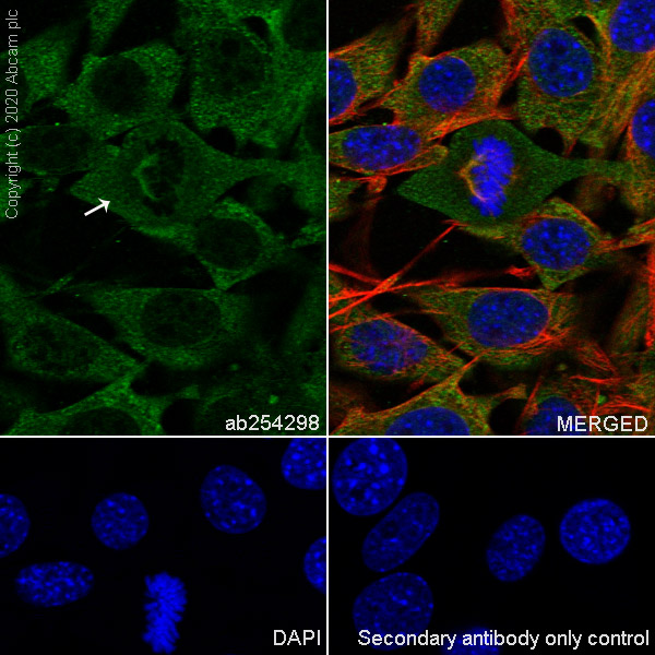 Immunocytochemistry/ Immunofluorescence - Anti-Eg5 antibody [EPR23276-52] (AB254298), expandable thumbnail
