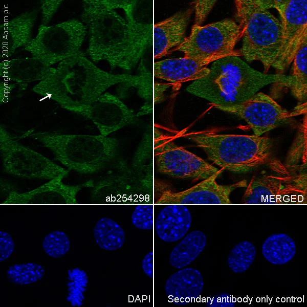 Immunocytochemistry/ Immunofluorescence - Anti-Eg5 antibody [EPR23276-52] (AB254298)