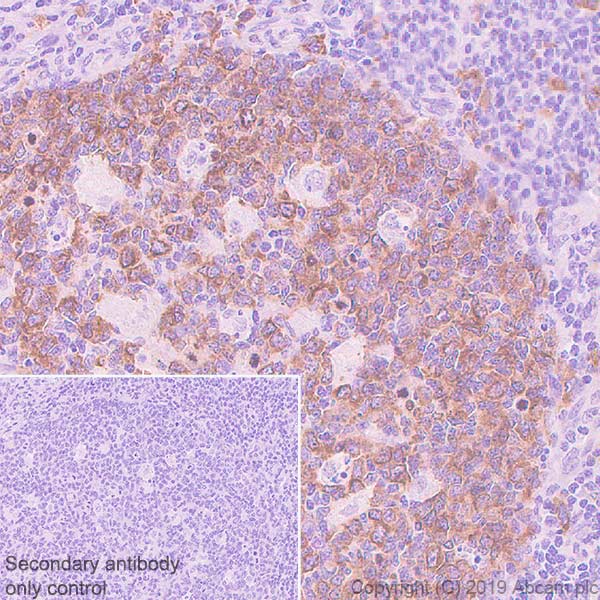 Immunohistochemistry (Formalin/PFA-fixed paraffin-embedded sections) - Anti-Eg5 antibody [EPR23276-52] (ab254298), expandable thumbnail