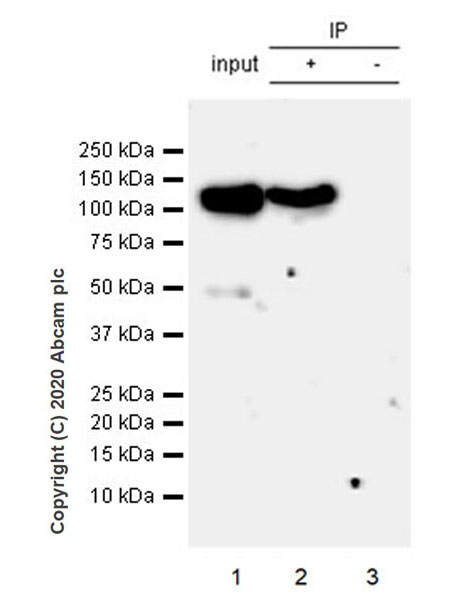 Immunoprecipitation - Anti-Eg5 antibody [EPR23276-52] (AB254298), expandable thumbnail