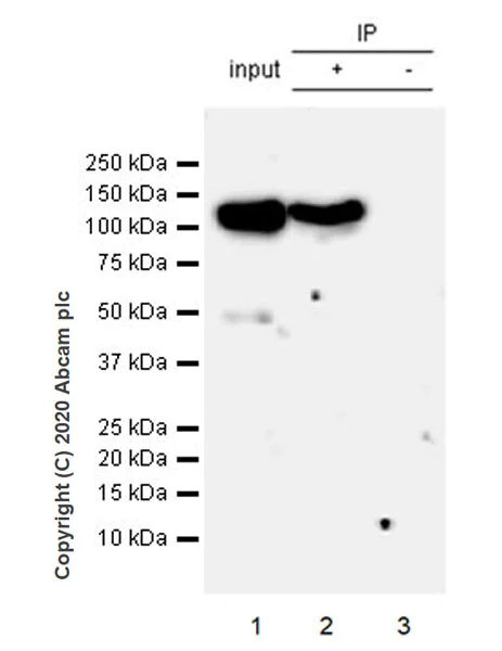 Immunoprecipitation - Anti-Eg5 antibody [EPR23276-52] (AB254298)