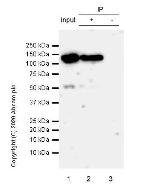 Immunoprecipitation - Anti-Eg5 antibody [EPR23276-52] (AB254298), expandable thumbnail