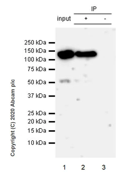 Immunoprecipitation - Anti-Eg5 antibody [EPR23276-52] (AB254298)