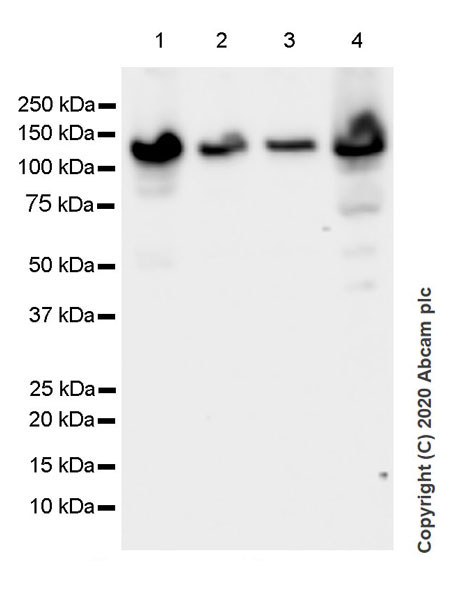Western blot - Anti-Eg5 antibody [EPR23276-52] (ab254298), expandable thumbnail