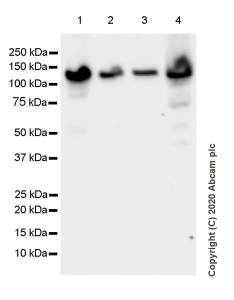 Western blot - Anti-Eg5 antibody [EPR23276-52] (AB254298)