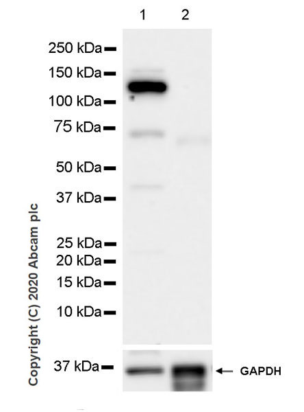 Western blot - Anti-Eg5 antibody [EPR23276-52] (ab254298), expandable thumbnail