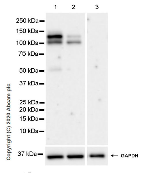 Western blot - Anti-Eg5 antibody [EPR23276-52] (AB254298), expandable thumbnail